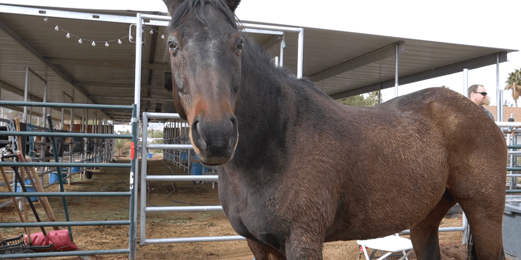 Las Vegas Heroes Heal Through Horses
